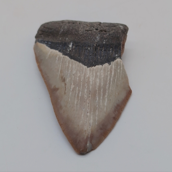 Real Otodus Megalodon Fossilized Shark Tooth 3 In Beautiful Colors - Picture 4 of 11